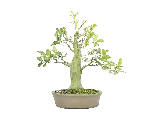Bonsai Cereja do Rio Grande 15 Anos