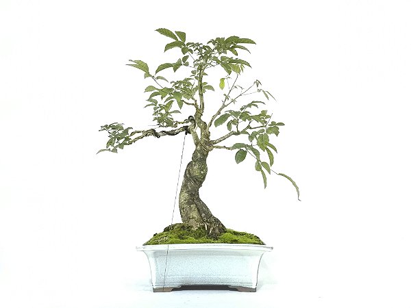 Bonsai Ipê Amarelo 19 Anos