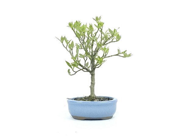 Bonsai Jasmim Anão 2 Anos