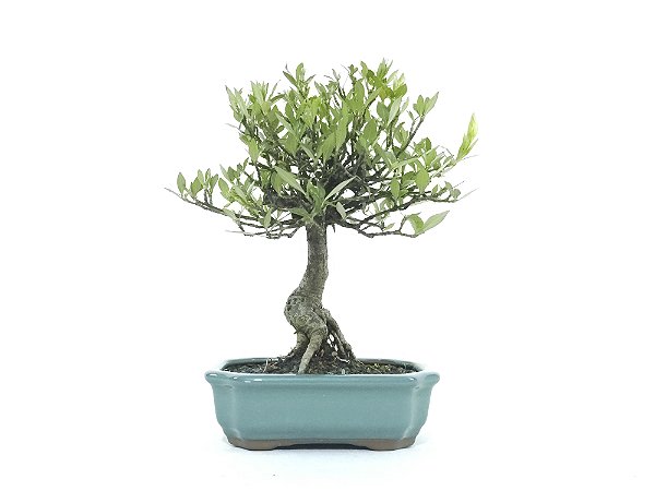Bonsai Jasmim Anão 6 Anos