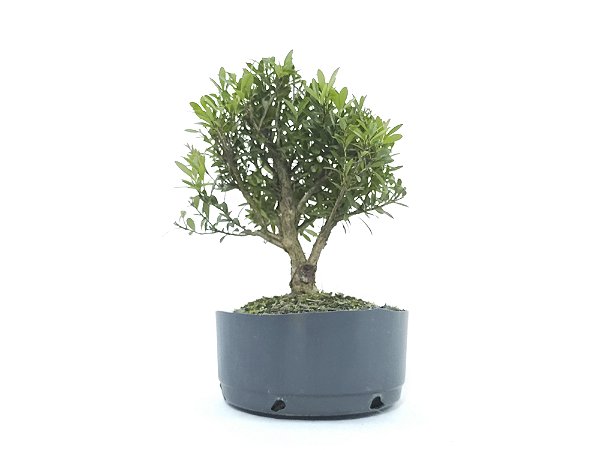 Pré Bonsai Cereja Anã 7 Anos