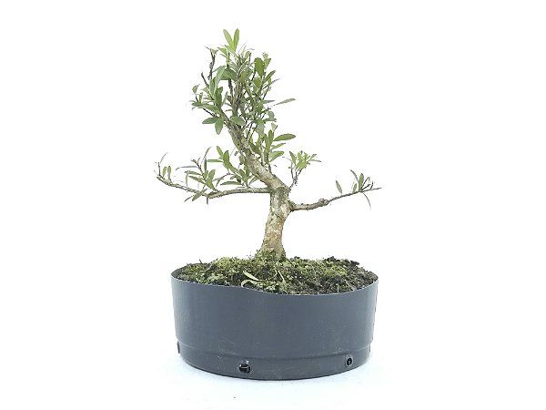 Pré Bonsai Cereja Anã 6 Anos