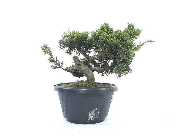Pré Bonsai Shimpaku Kishu 7 Anos