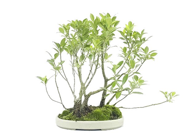 Bonsai Fícus Microcarpa Bosque 10 Anos