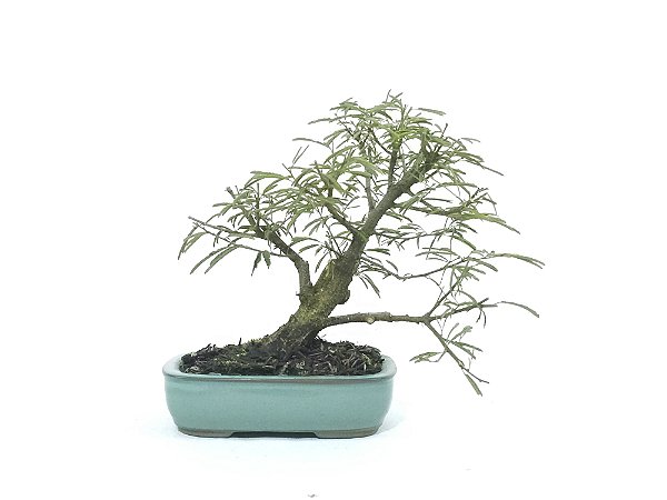 Bonsai Calliandra Branca 4 Anos