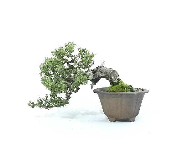 Bonsai Procumbens 7 Anos