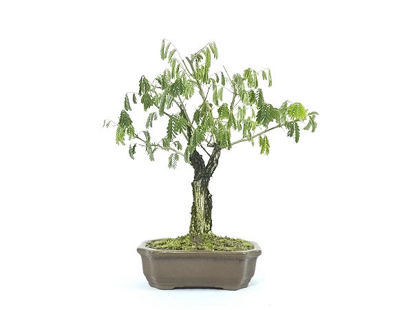 Bonsai Pithecolobium Dumosum 5 Anos