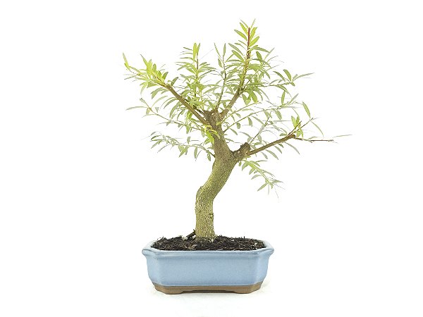 Bonsai Sarandi 7 Anos