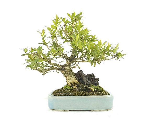 Bonsai Cereja Anã 11 Anos - Masterpiece