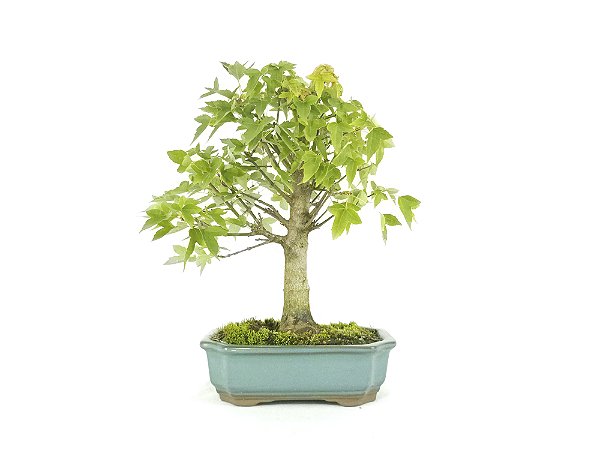Bonsai Acer Kaede 5 Anos