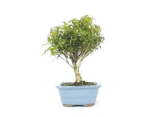 Bonsai Cereja 3 Anos