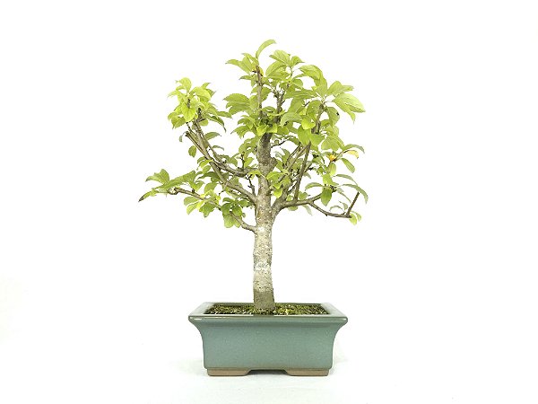 Bonsai Macieira anã 8 Anos