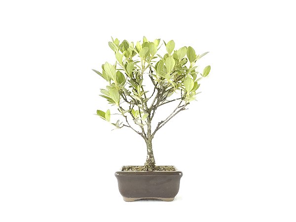 Bonsai Azaléia Satsuki 2 Anos