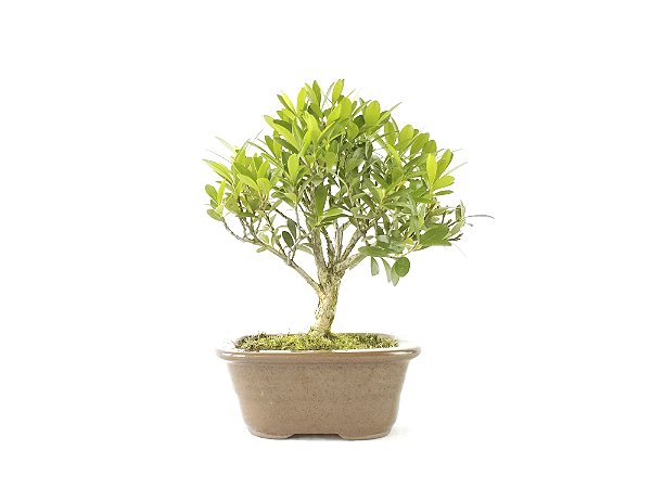 Bonsai Cereja 3 Anos