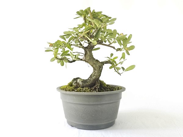 Pré Bonsai Piracanta Laranja 7 Anos