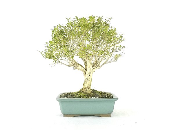 Bonsai  Serissa Chinesa 7 anos