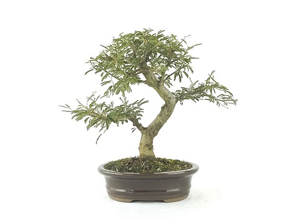 Bonsai Calliandra Rosa 8 Anos