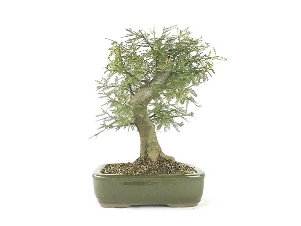 Bonsai Calliandra Branca 14 Anos