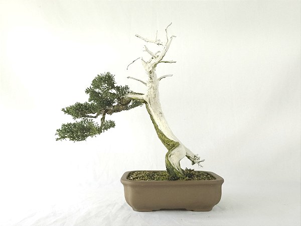 Bonsai Shimpaku Kishu 15 Anos