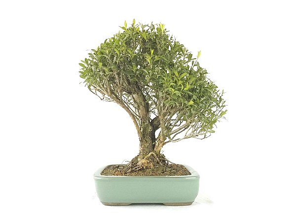 Bonsai Cereja 15 Anos