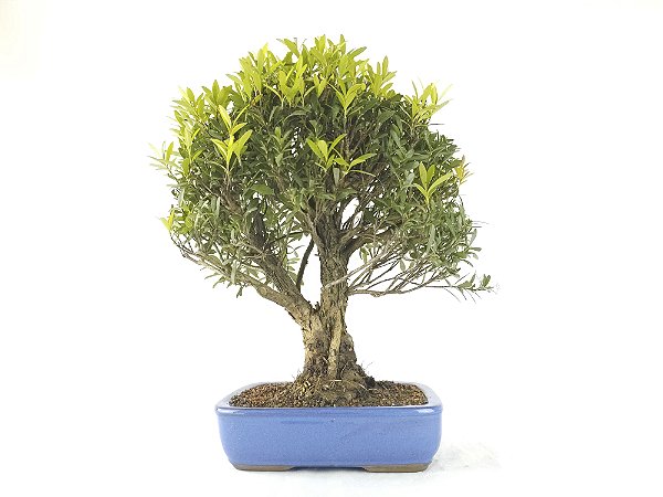 Bonsai Cereja 15 Anos