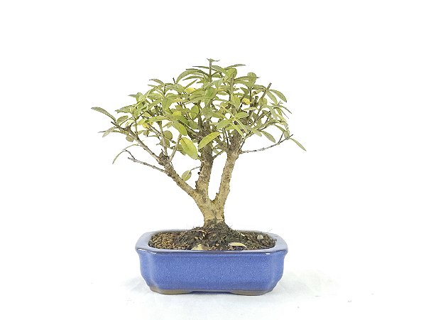 Bonsai Mini Goiaba 4 Anos
