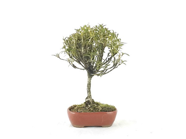 Bonsai Azaléia Satsuki 3 Anos