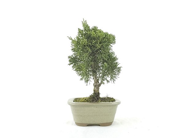 Bonsai Shimpaku Kishu 4 Anos