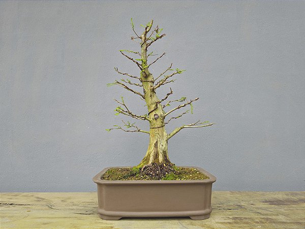 Bonsai Taxodium distichum 13 Anos