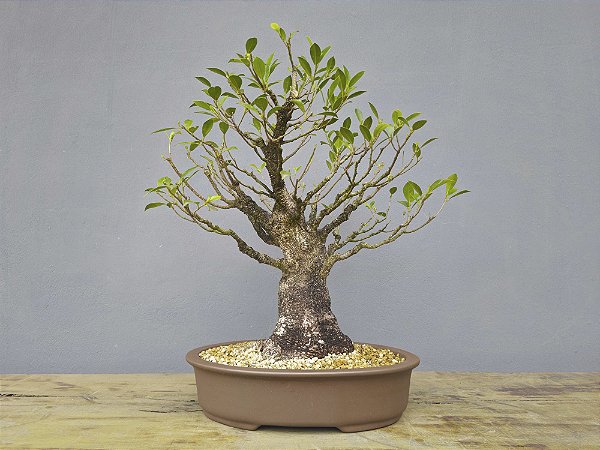 Bonsai Fícus Microcarpa 15 Anos