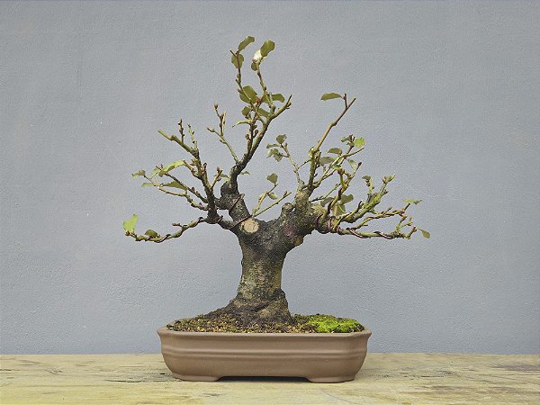 Bonsai Elaeagnus pungens 13 Anos