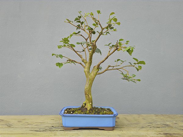 Bonsai Jabuticaba Sabará 12 Anos