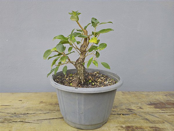 Pré Bonsai Fícus Organensis 7 Anos