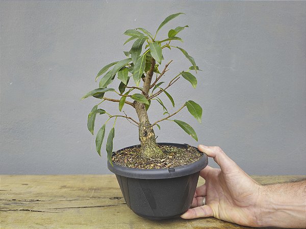 Pré Bonsai Fícus Organensis 7 Anos