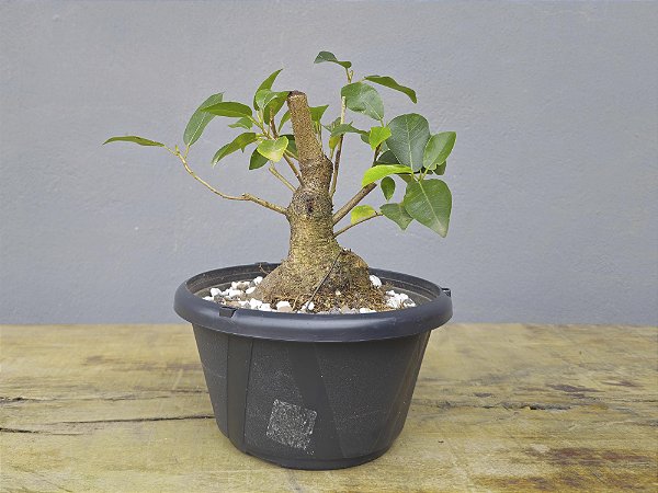 Pré Bonsai Fícus Organensis 7 Anos