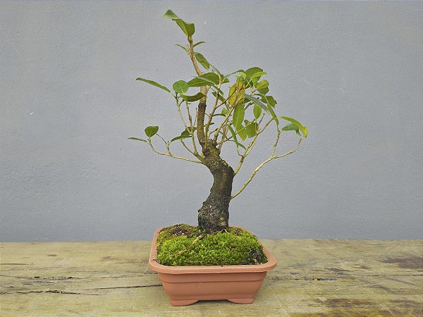 Pré Bonsai Fícus Organensis 7 Anos