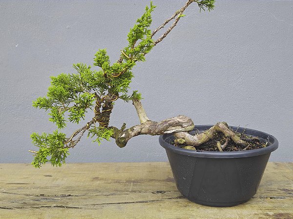 Pré Bonsai Shimpaku Itoigawa 12 Anos