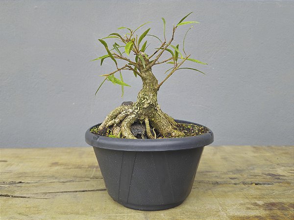 Pré Bonsai Fícus Nerifólia 6 Anos Sobre Rocha
