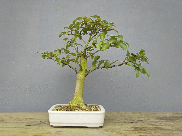 Bonsai Resedá 9 Anos