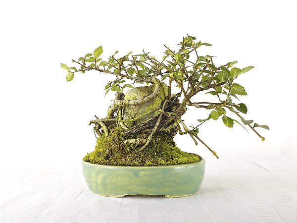 Bonsai Ulmus sobre rocha 7 anos