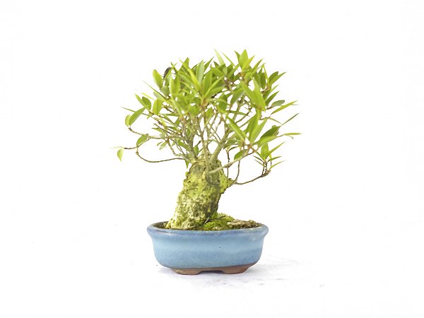 Bonsai Fícus Nerifólia 6 Anos
