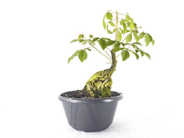 Pré Bonsai Ipê Amarelo 20 Anos