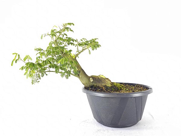 Pre Bonsai Pitheco 9 Anos