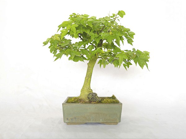 Bonsai Acer Kaede 10 Anos