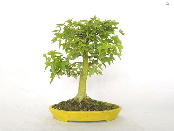 Bonsai Acer Kaede 10 Anos