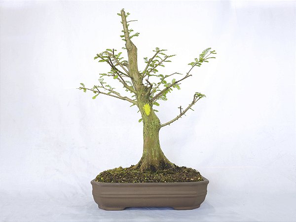 Bonsai Taxodium distichum 13 Anos