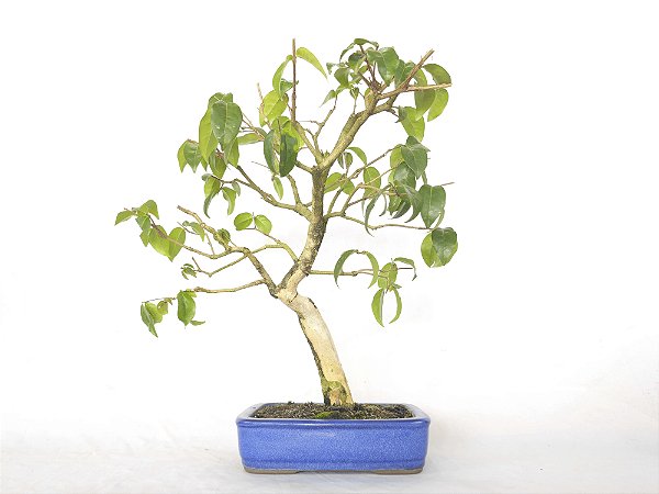 Bonsai Pitanga 10 Anos