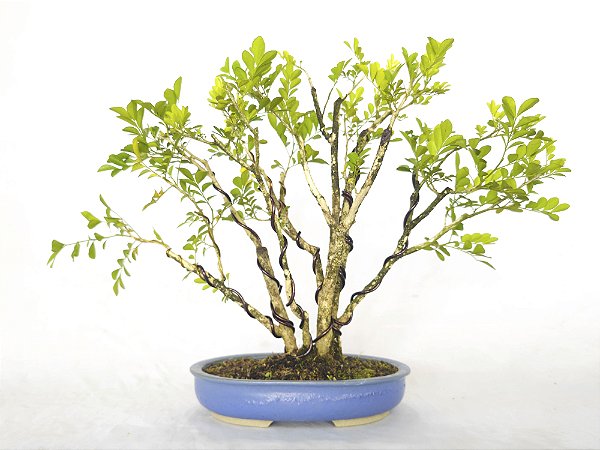 Bonsai de Murta-de-Cheiro 12 Anos