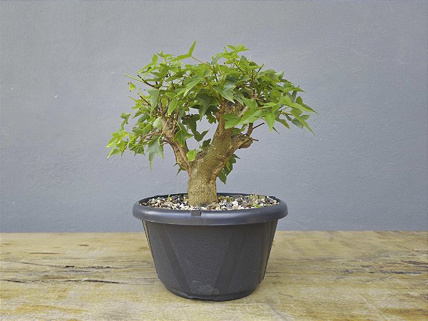 Pré Bonsai Acer Kaede 9 Anos