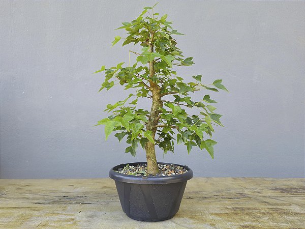 Pré Bonsai Acer Kaede 8 Anos
